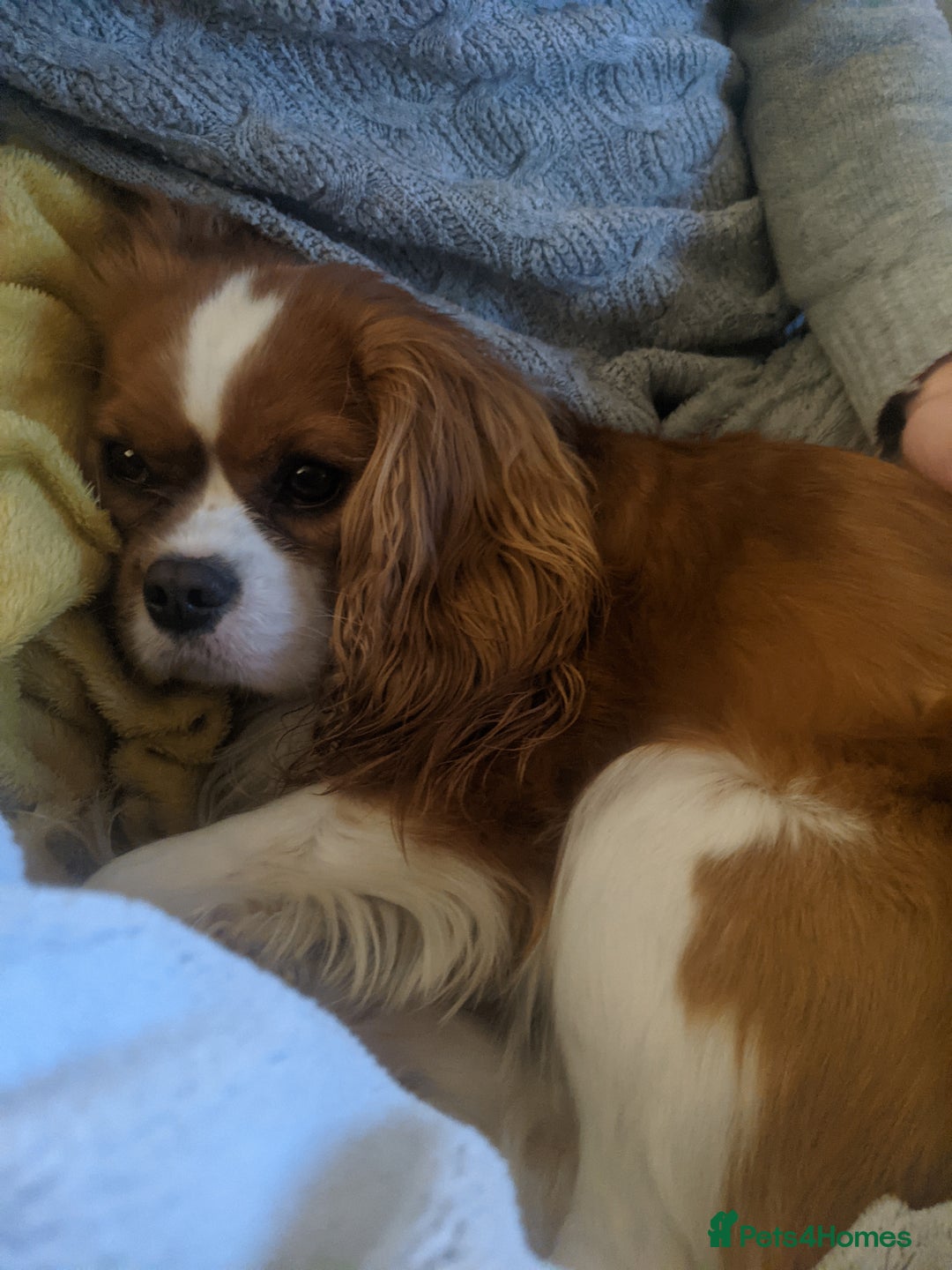 Cavalier King Charles Spaniel dogs for sale: Hyper, healthy 2 year old Cavalier (neutered) - Advert 8