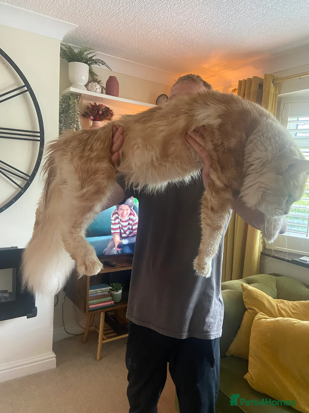 Maine Coon cats for stud: Cream TICA registered maine coon for stud  - Advert 2