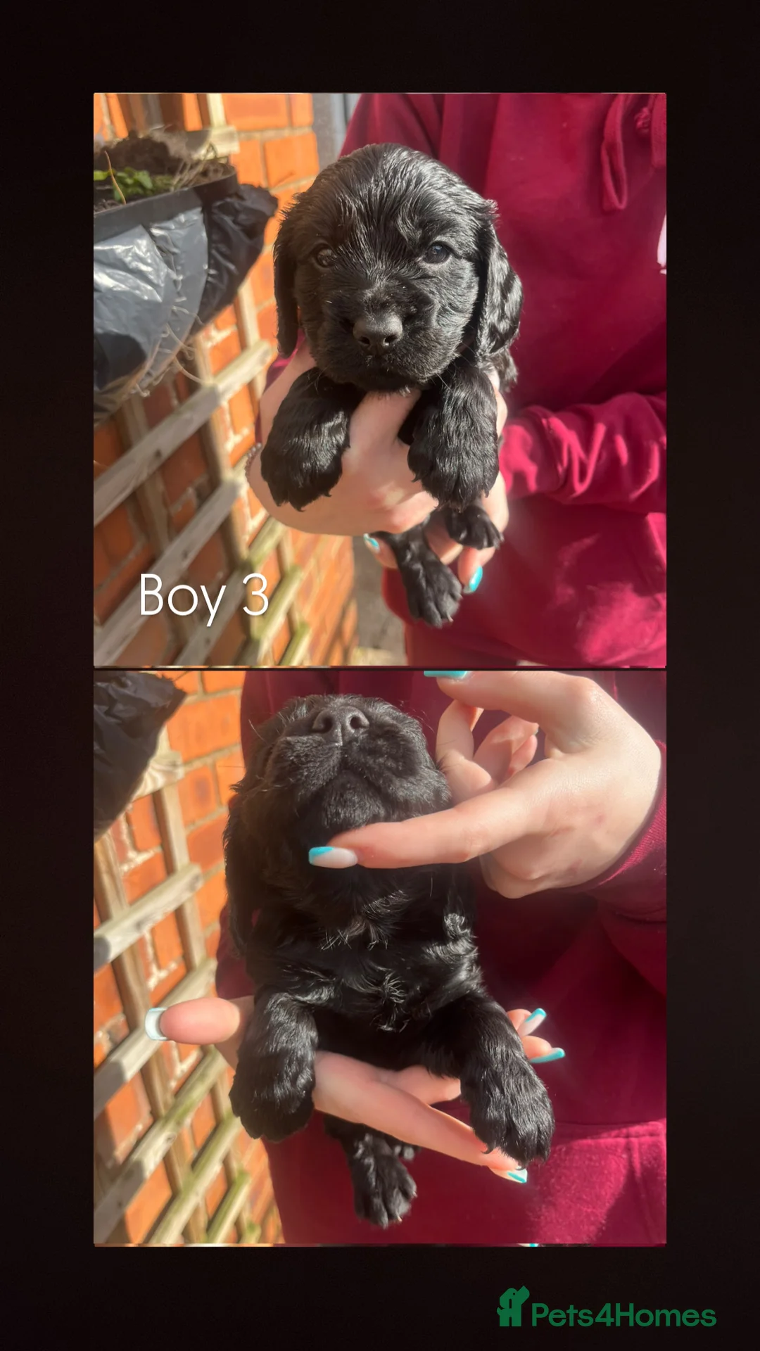 Cocker Spaniel dogs for sale: MOELFAMAU / MAESYDDERWYN PUPS - Advert 4