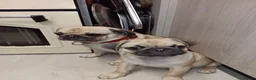 Pug dogs for sale: Pugs  - Advert 16