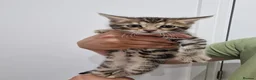 Bengal cats for sale: Bengal cat kitten in Birmingham - Advert 22
