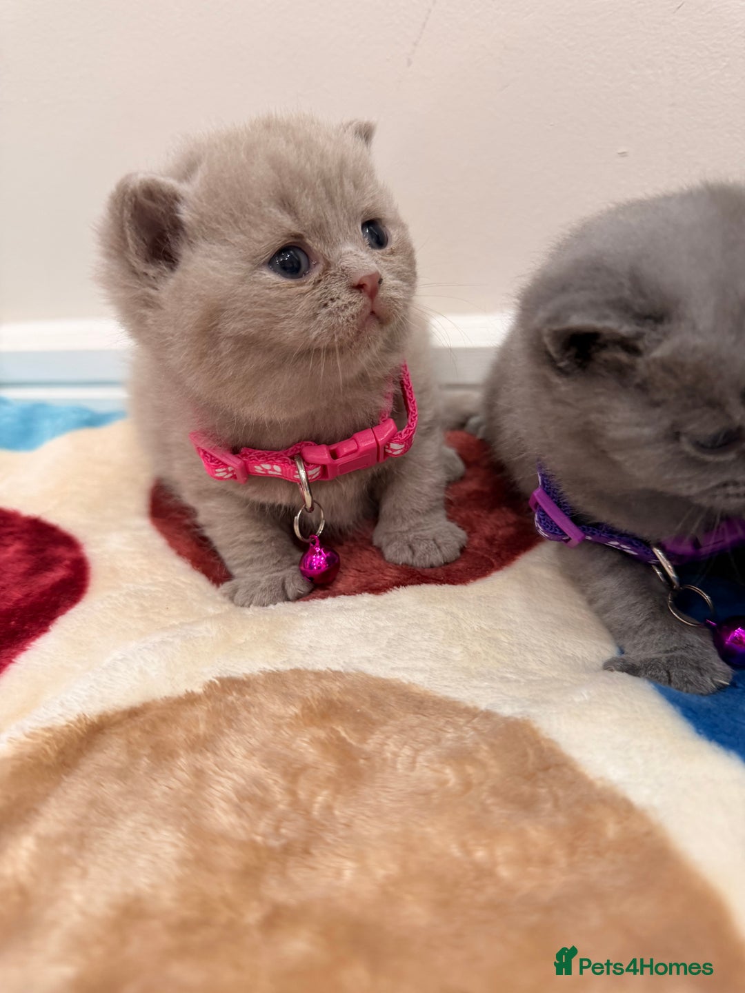 British Shorthair cats for sale: Beautiful big British Shorthair Kittens - Advert 11