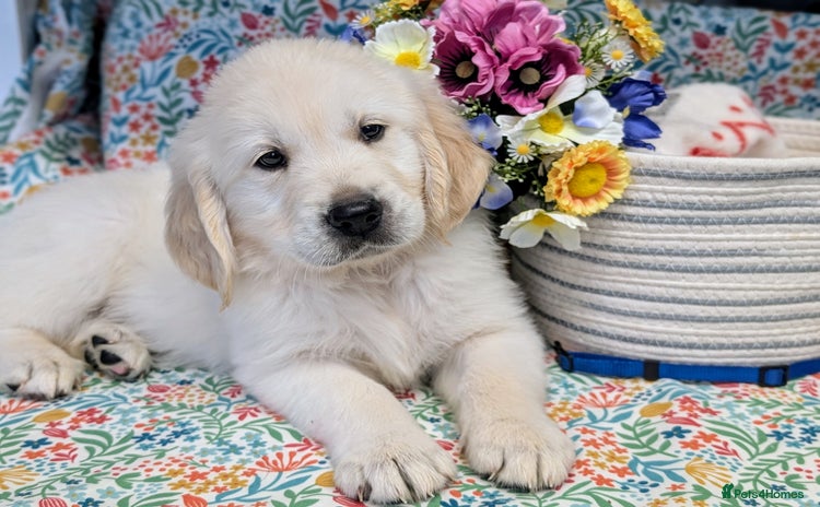 Golden Retriever dogs - Advert 2