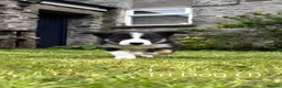 Border Collie dogs for sale: 🐾 🐾 ISDS Registered Border Collie Pups 🐾 🐾  - Advert 5