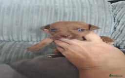 Patterjack dogs for sale: Paterjacks  - Image 5