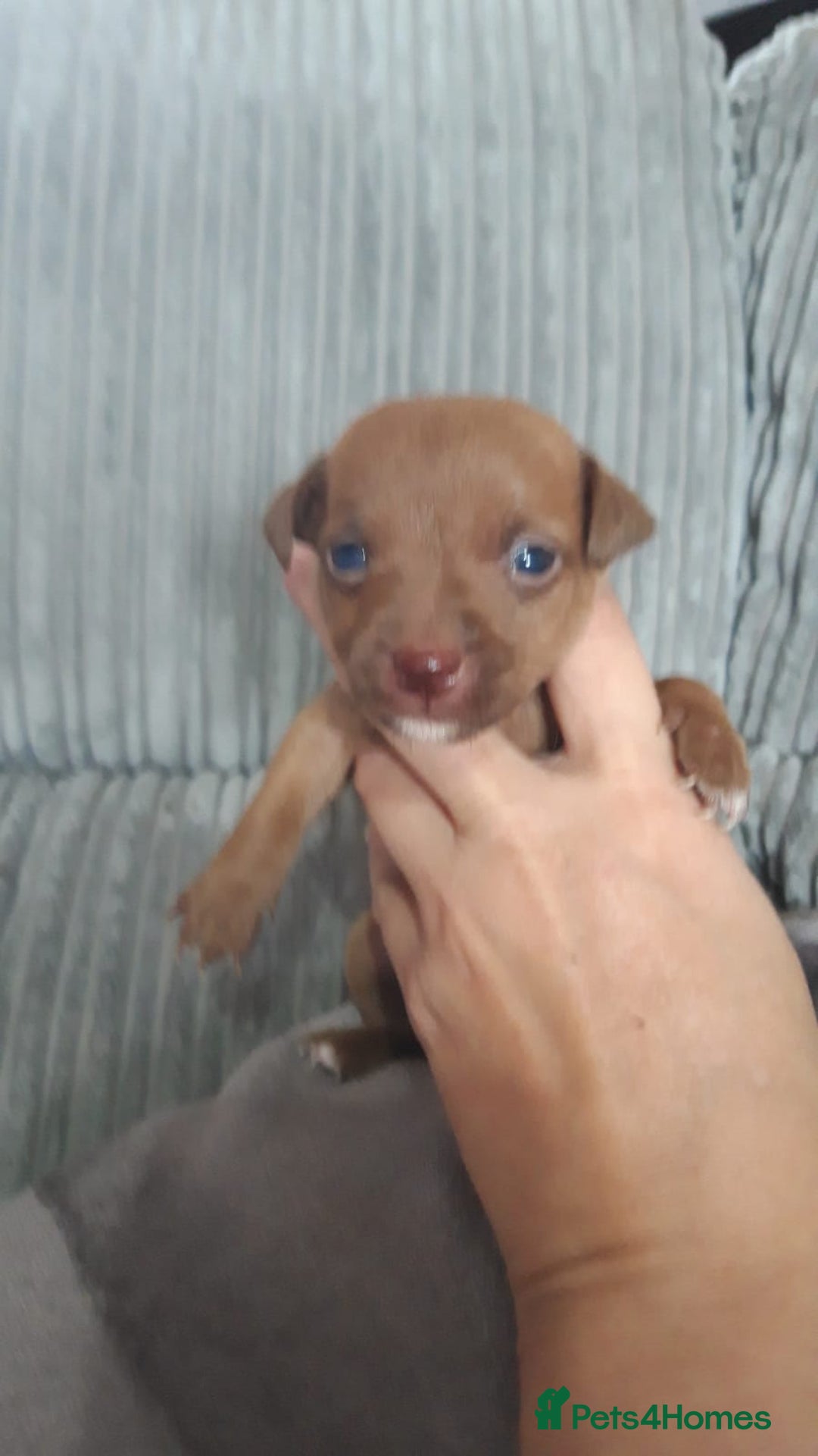 Patterjack dogs for sale: Paterjacks  - Image 5