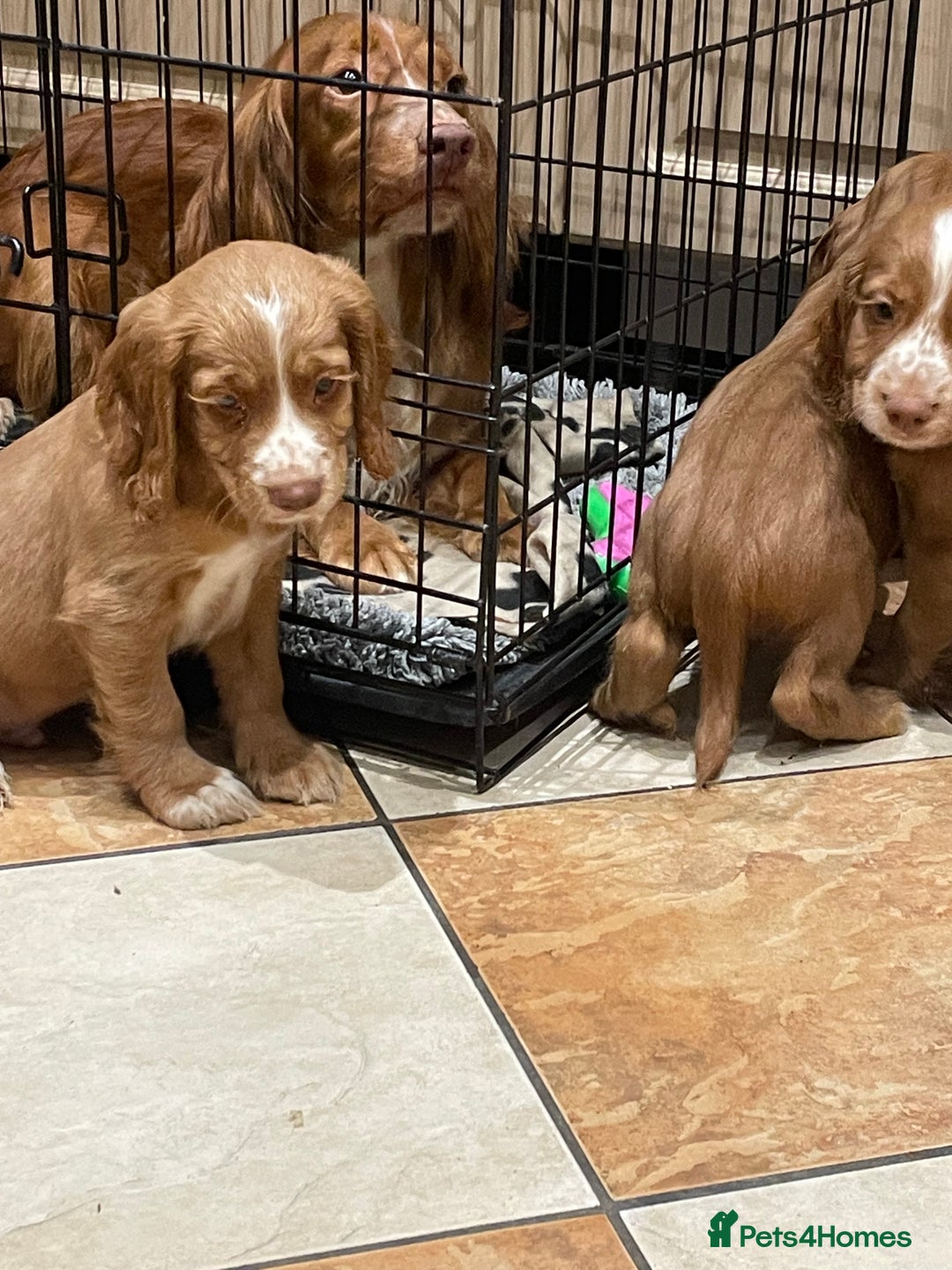 Cocker Spaniel dogs for sale: Cocker spaniel puppies  - Image 9