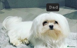 Maltese dogs for sale: Stunning  Maltese  - Image 5