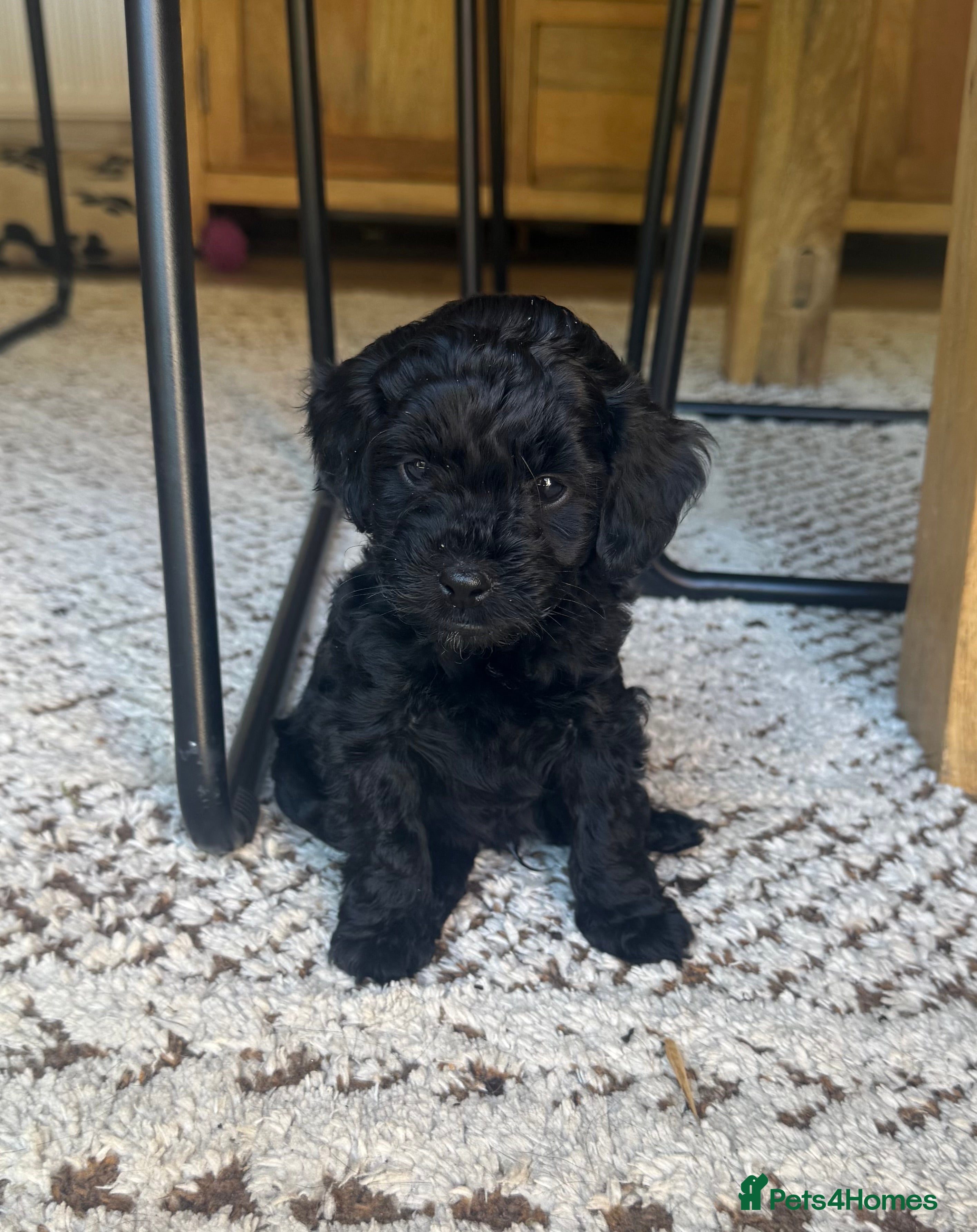 Cockapoo dogs F1B Cockapoo puppies… **4 still available** - Advert 9