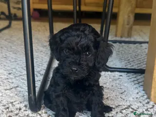 Cockapoo dogs Cockapoo puppies… **available w/c 11th May ** - Advert 11