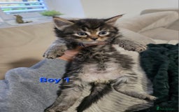 Mixed Breed cats for sale: Fluffy Kittens - Image 7