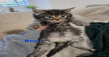 Mixed Breed cats - Advert 15