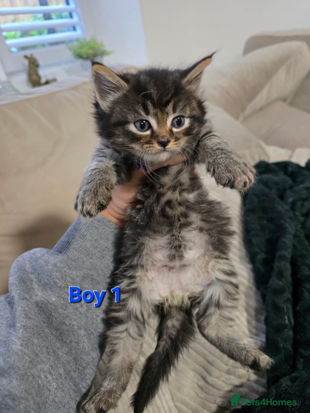 Mixed Breed cats for sale: Fluffy Kittens - Image 7