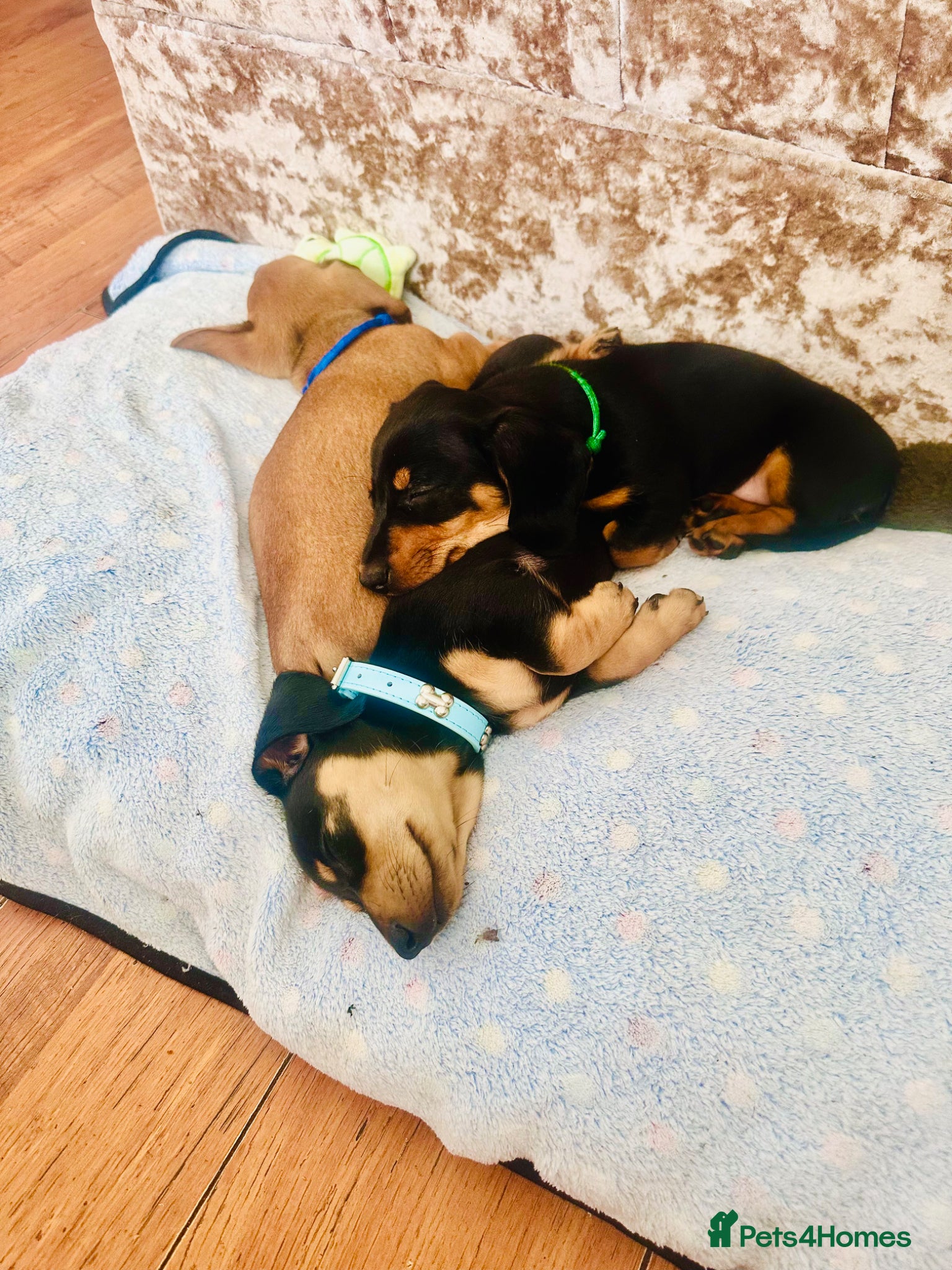 Miniature Dachshund dogs REDUCED ‼️READY NOW✅  5 stars 🌟 ✅ - Advert 6