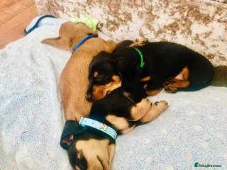 Miniature Dachshund dogs REDUCED ‼️READY NOW✅ 5 stars 🌟 ✅ - Advert 3