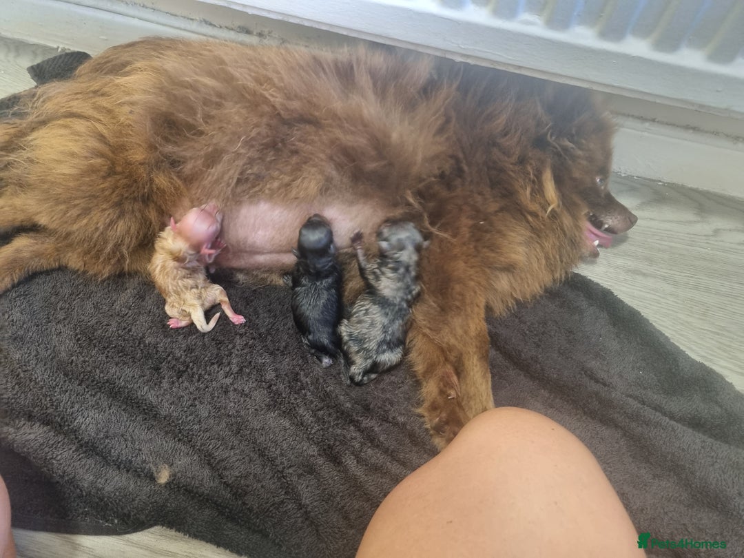 Pomeranian dogs for sale: Beautiful litter teddy bear poms  - Image 18