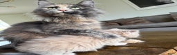 Maine Coon cats for sale: Stunning Maine coon kittens  - Advert 18