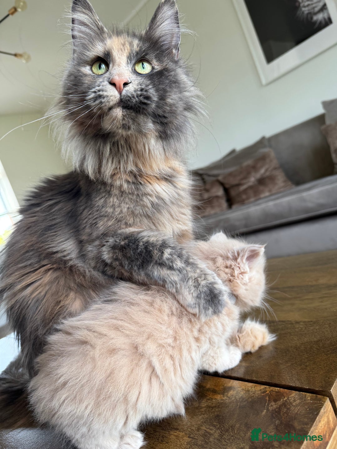 Maine Coon cats for sale: Stunning Maine coon kittens  - Advert 18