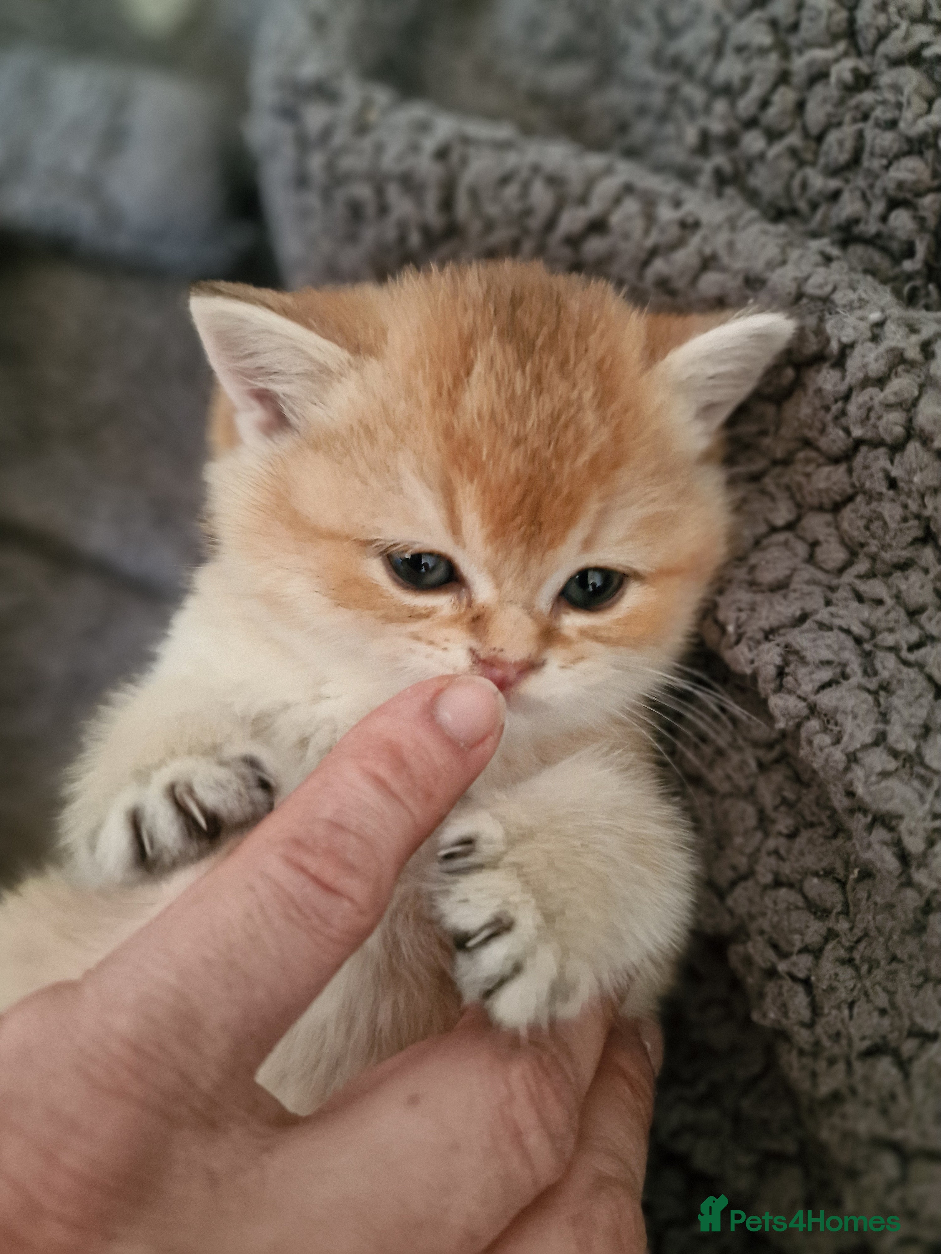 British Shorthair cats British shorthair silver tipped - Advert 6