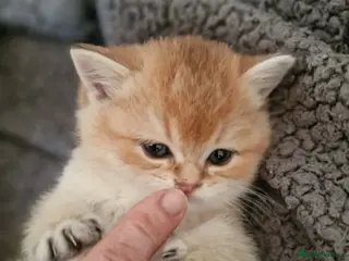 British Shorthair cats British shorthair silver tipped - Advert 6