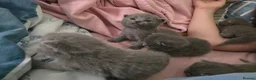 British Shorthair cats for sale: Beautiful  British Shorthair Kittens in Bournemouth - Advert 19