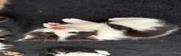 Mixed Breed cats for sale: Mixed Maine Coon kittens  - Advert 4