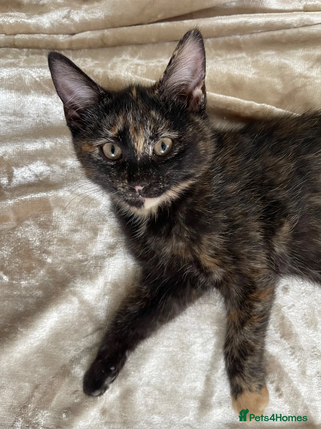 Mixed Breed cats for sale: Tabby x Scottish fold kitten - Advert 9