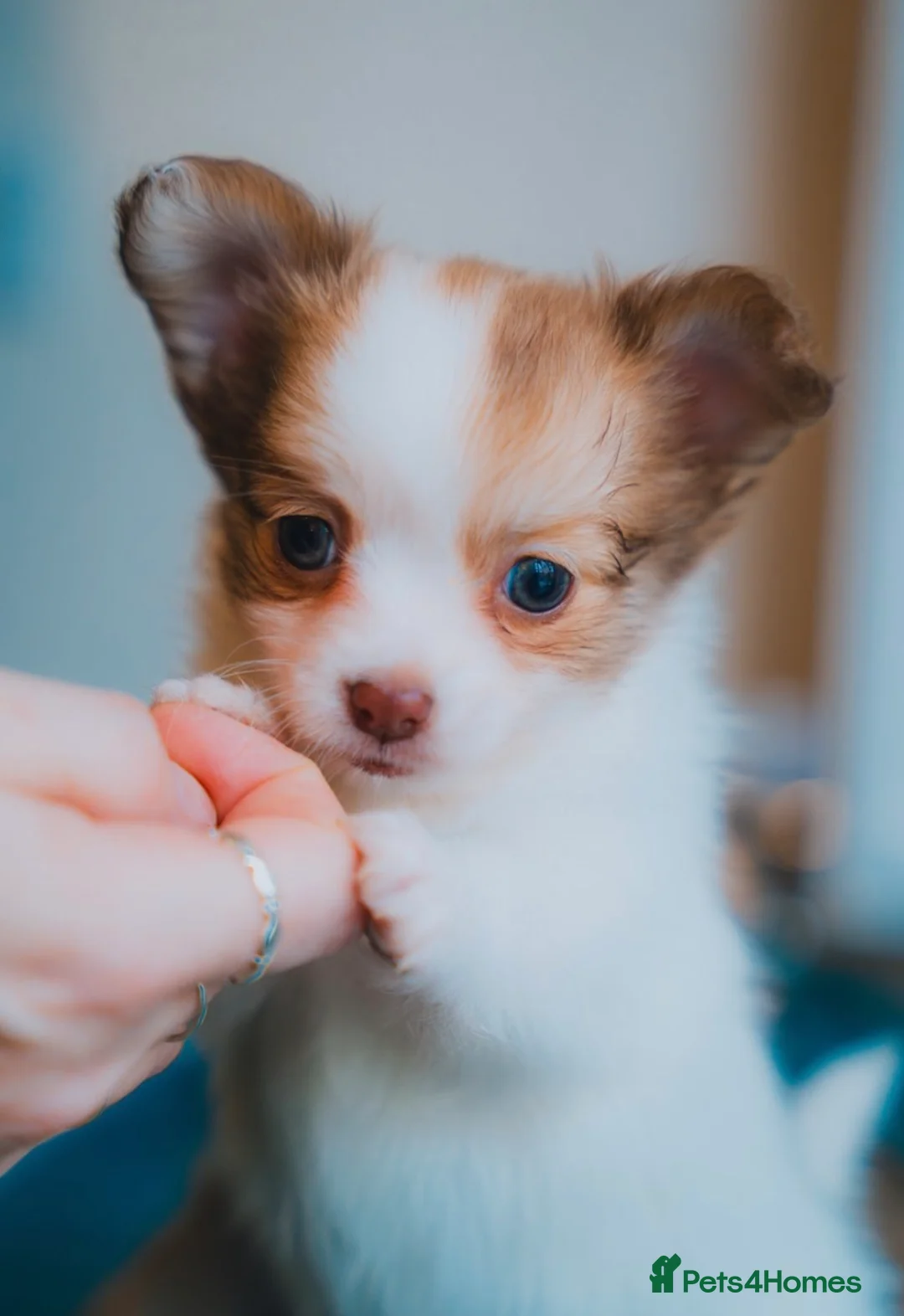 Chihuahua dogs for sale: Long haired chihuahua  - Advert 1