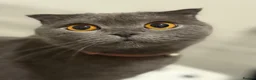 British Shorthair cats for sale: British short hair x Scottish fold kittens - Advert 2