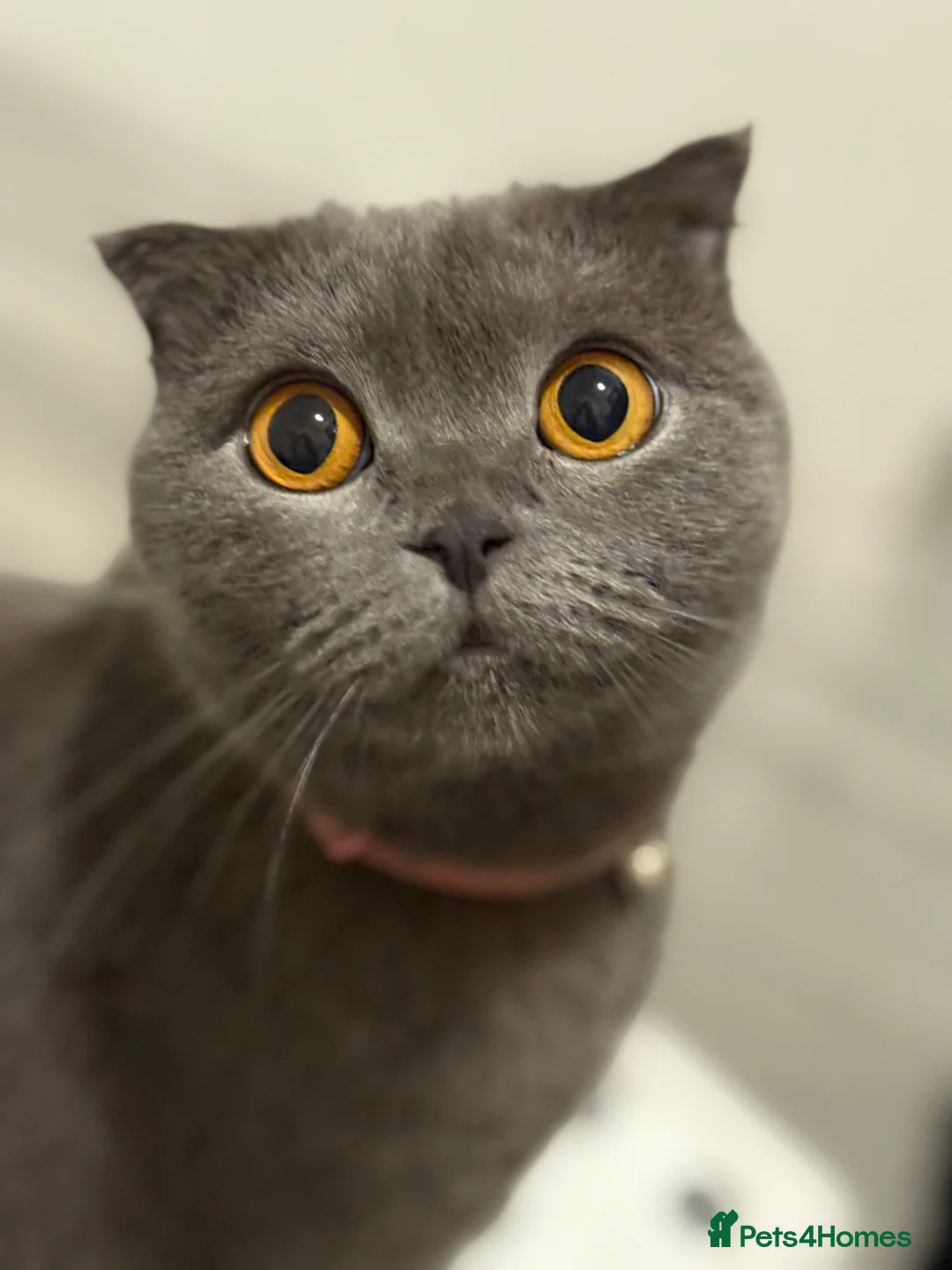 British Shorthair cats for sale: British short hair x Scottish fold kittens - Advert 2