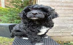 Portuguese Water Dog dogs for sale: Allergy-Friendly Puppy Ready for Her Forever Home - Image 2