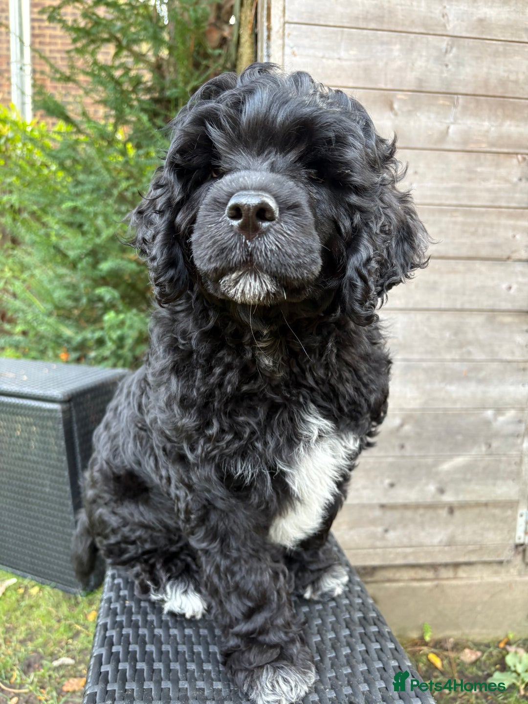 Portuguese Water Dog dogs for sale: Allergy-Friendly Puppy Ready for Her Forever Home - Image 2