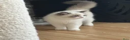Ragdoll cats for sale: Pure breed GCCF Reg kittens - Advert 21