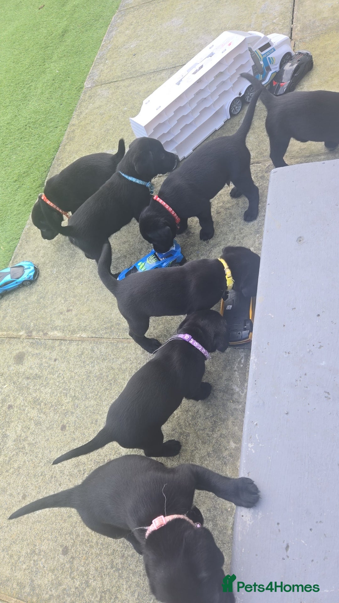 Labrador Retriever dogs for sale: Black and chocolate labrador puppies - Image 9