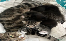 Mixed Breed cats for sale: Beautiful kittens 4 weeks old - Image 1