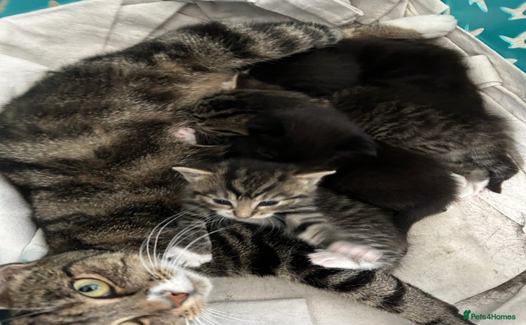 Mixed Breed cats - Advert 5