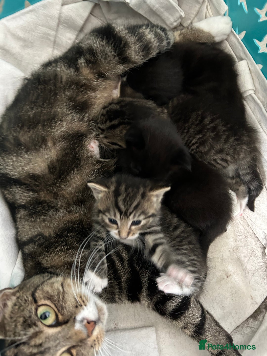 Mixed Breed cats for sale: Beautiful kittens 4 weeks old - Image 1