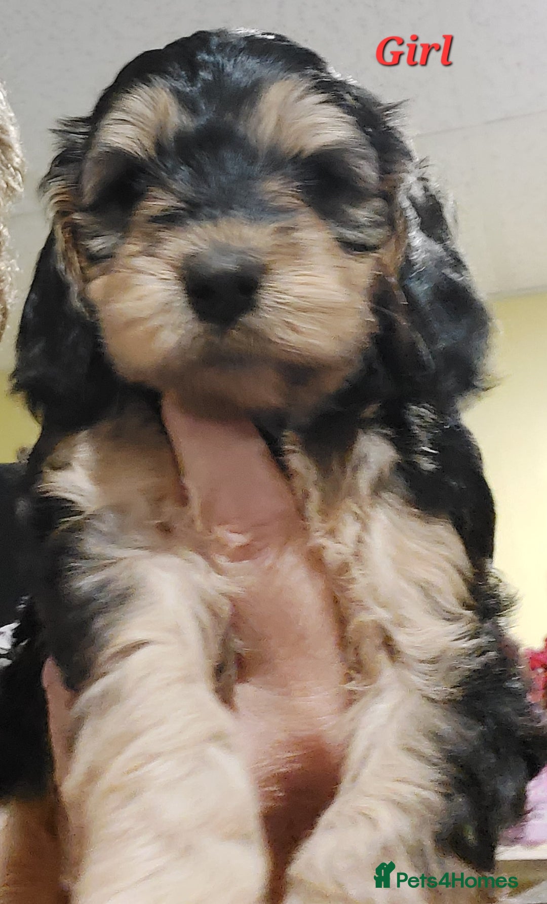 Mixed Breed dogs for sale: Miniature Labradoodle Pups for sale - Image 5