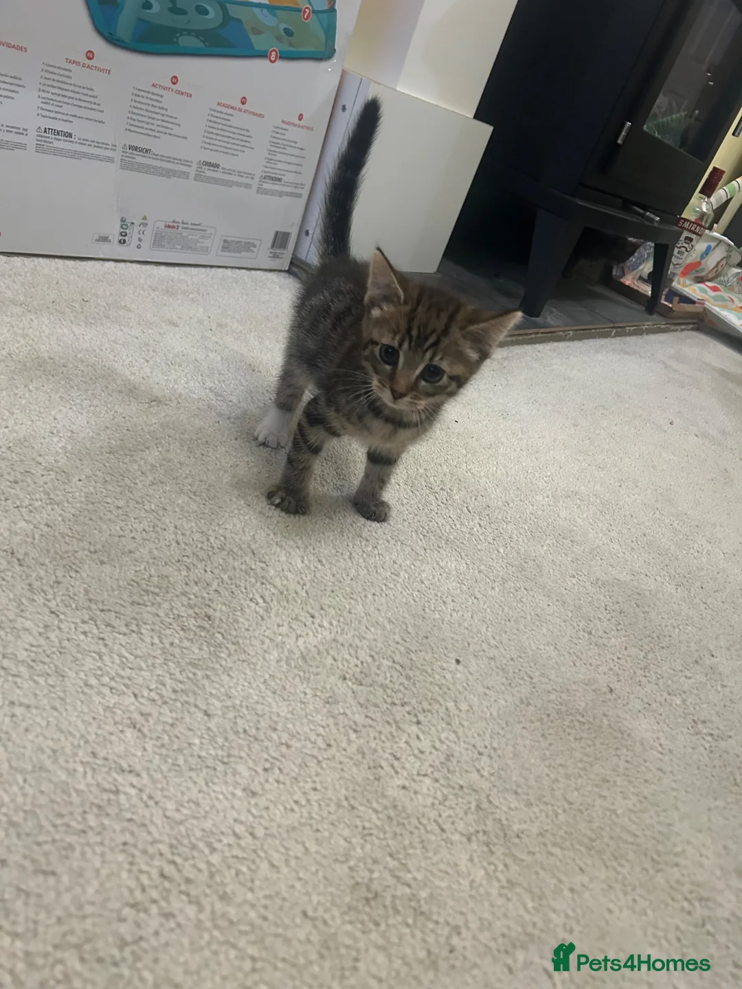 Mixed Breed cats for sale: Beautiful Baby Girl kittens - Advert 22