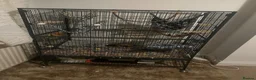 Rat rodents for sale: 2 fancy rats and cage - Advert 2