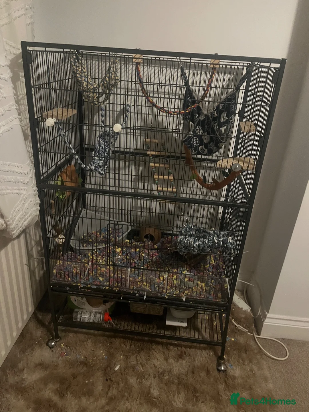 Rat rodents for sale: 2 fancy rats and cage - Advert 2