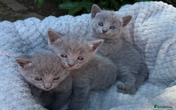 Russian Blue cats for sale: Pure Russian Blue Kittens - Image 10