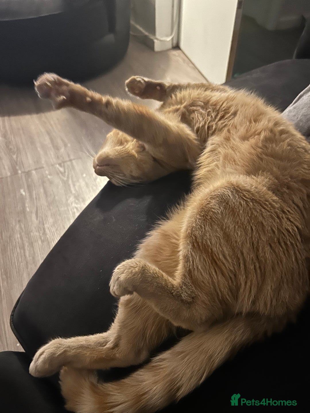 Bengal cats for sale: 2 year old Male adorable fur baby baby  - Image 4