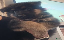 German Shepherd dogs for stud: German shepherd for stud  in Bexhill-on-Sea - Image 15