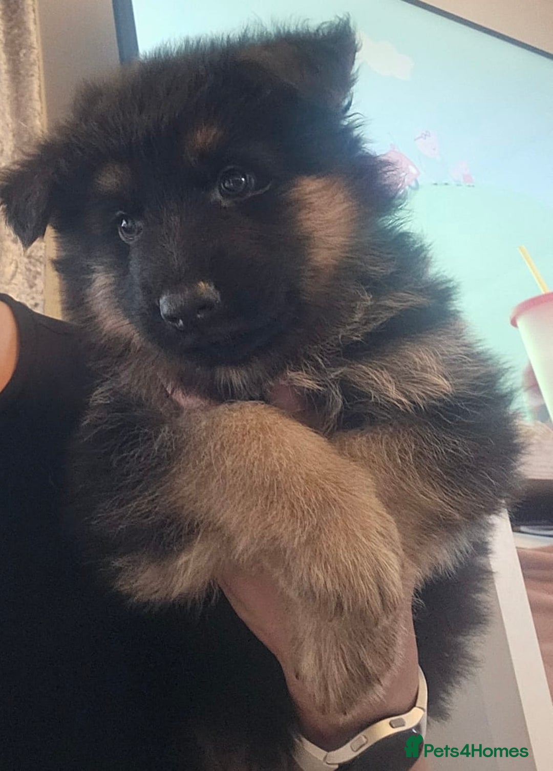 German Shepherd dogs for stud: German shepherd for stud  in Bexhill-on-Sea - Image 15