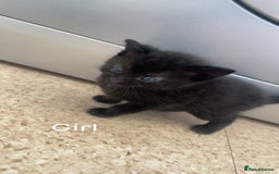Bombay cats for sale: Bombay kittens for sale  - Image 3