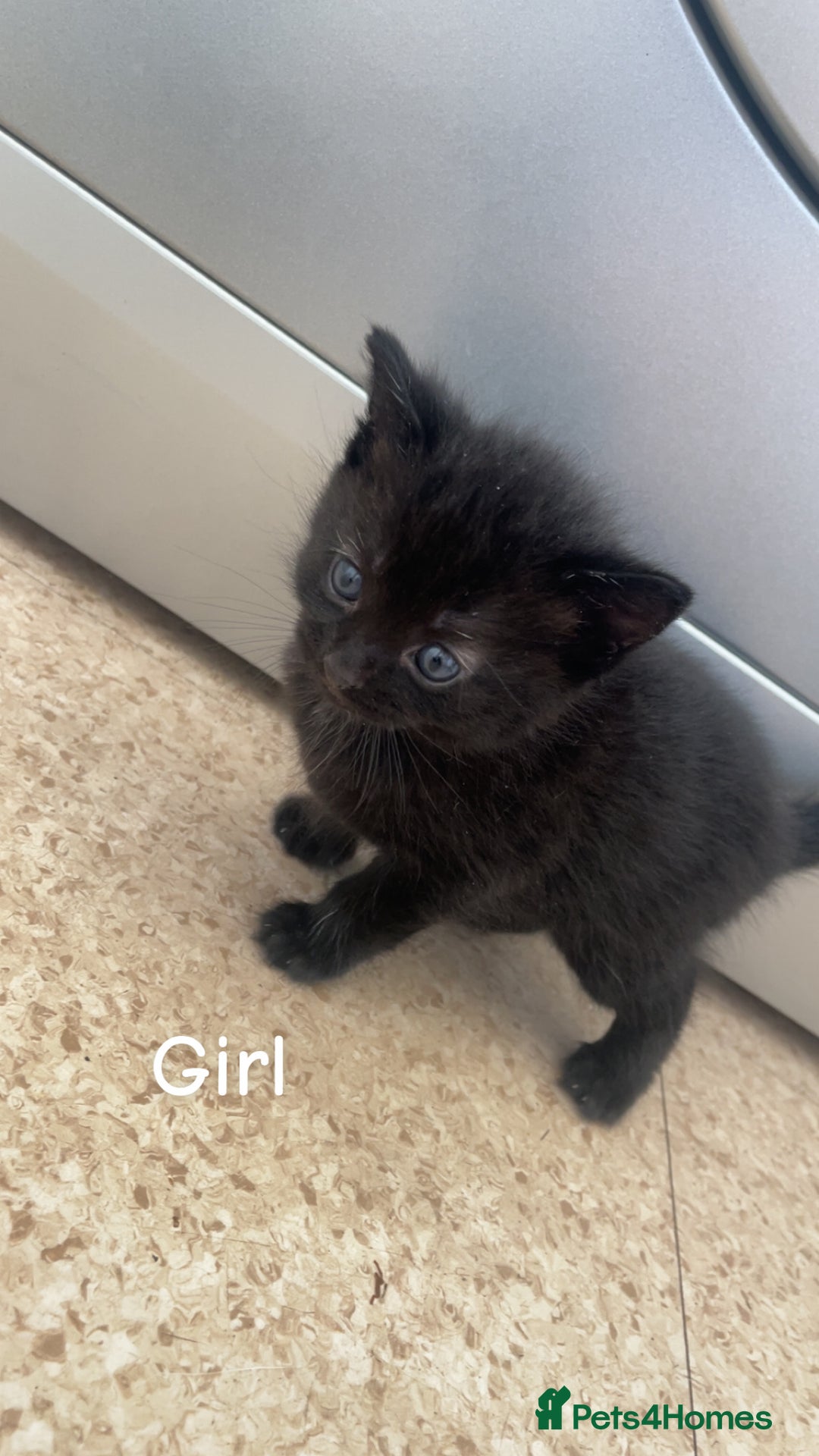 Bombay cats for sale: Bombay kittens for sale  - Image 3
