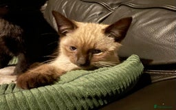 Bengal cats for sale: Part Snow Bengal Kitten - Image 1