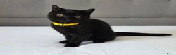 British Shorthair cats for sale: Beautiful British Shorthair Kittens for LovingHome - Advert 12