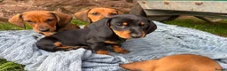 Dachshund dogs for sale: Stunning KC Registered Standard Dachshunds  - Advert 7